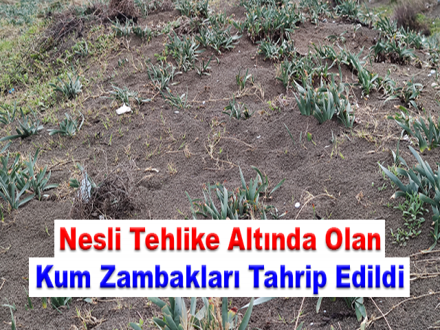 Nesli tehlike altında olan kum zambakları tahrip edildi