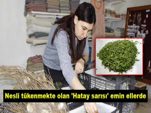 Nesli tükenmekte olan "Hatay sarısı" emin ellerde