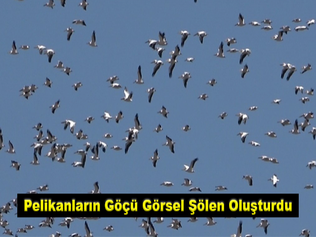 Pelikanların Göçü Görsel Şölen Oluşturdu