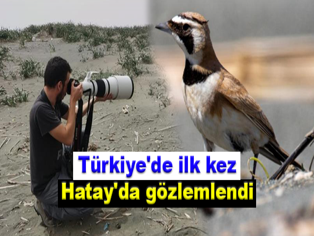 Çöl kulaklı toygarı kuşu Türkiye'de ilk kez Hatay'da gözlemlendi