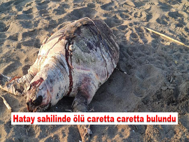 Hatay sahilinde ölü caretta caretta bulundu