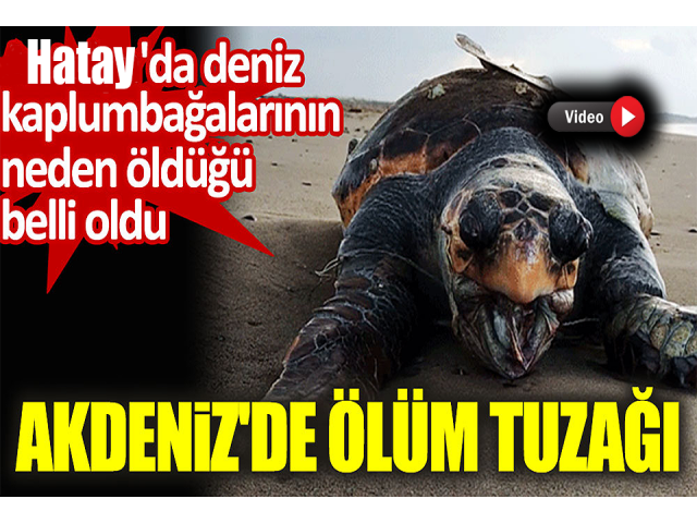 Hatay'da 4 yeşil deniz kaplumbağası ölü bulundu