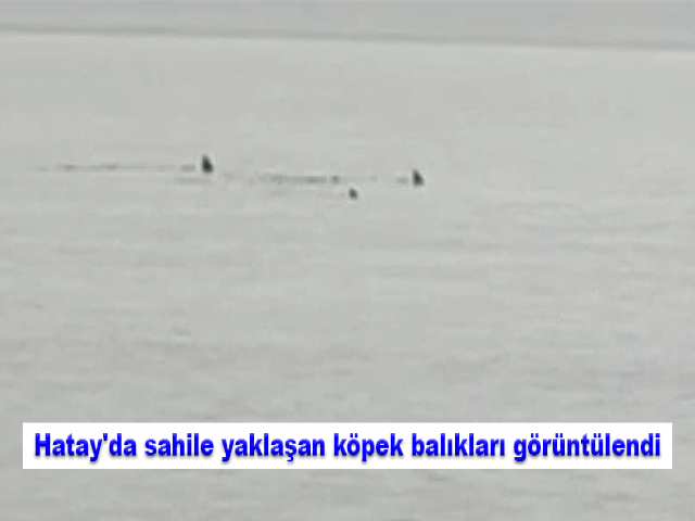 Hatay'da sahile yaklaşan köpek balıkları görüntülendi