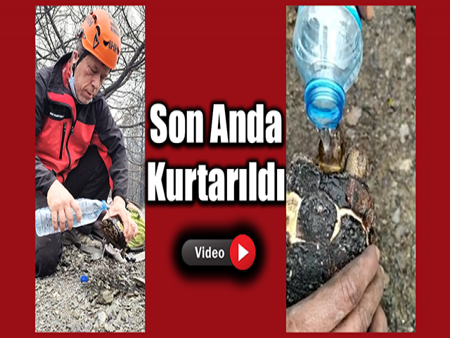 Hatay'da Yangında mahsur kalan kaplumbağa yanmaktan son anda kurtarıldı