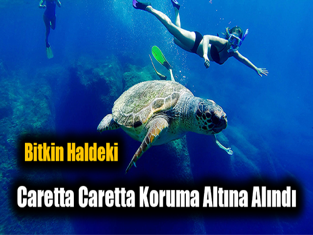 İskenderun Körfezi'nde bitkin bulunan Caretta Caretta koruma altına alındı