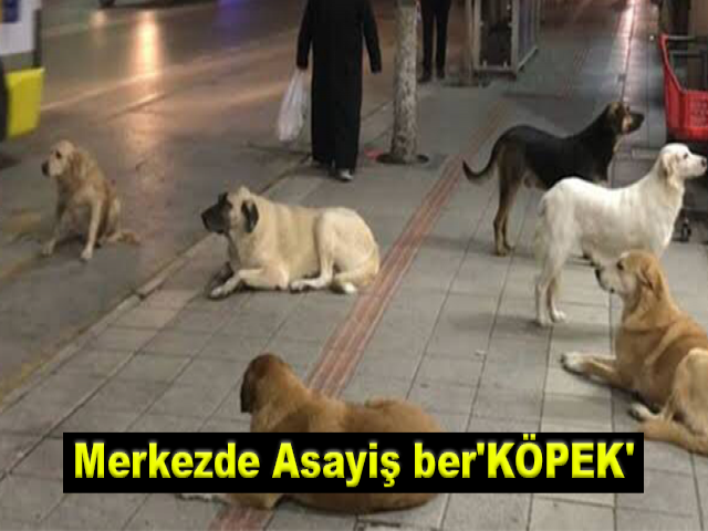 Merkezde Asayiş ber'KÖPEK'