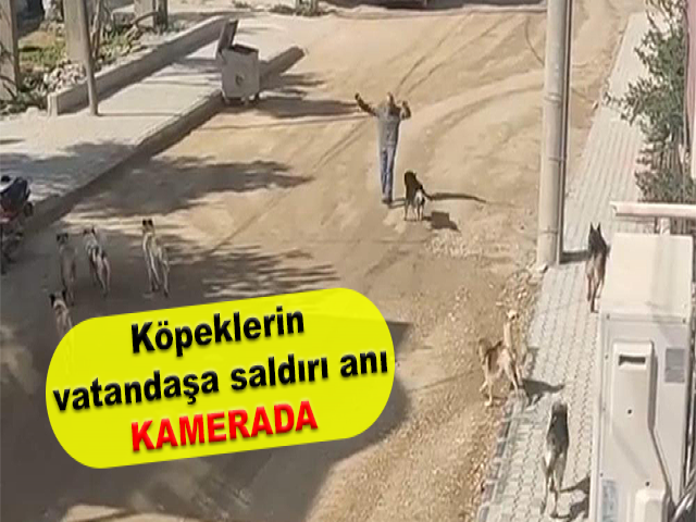 Sürü halinde gezen köpeklerin vatandaşa saldırı anı kamerada