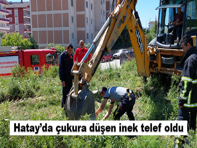 Hatay’da çukura düşen inek telef oldu
