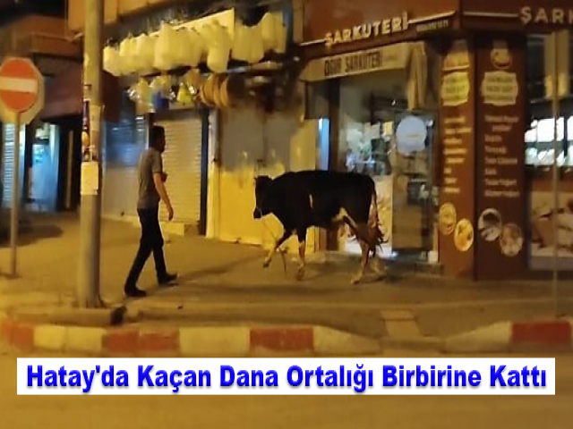 Hatay'da kaçan dana ortalığı birbirine kattı