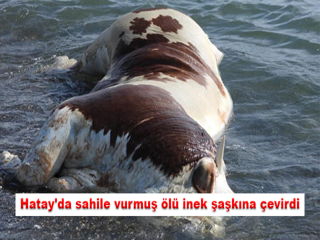 Hatay'da sahile vurmuş ölü inek şaşkına çevirdi