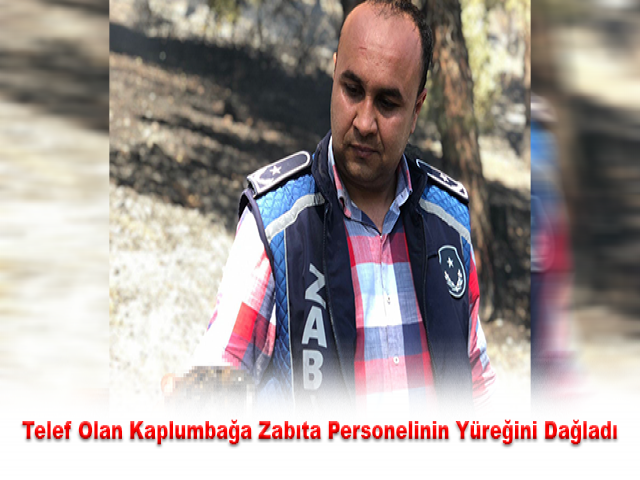 Telef Olan Kaplumbağa Zabıta Personelinin Yüreğini Dağladı