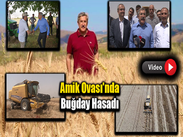  Amik Ovası'nda buğday hasadı başladı