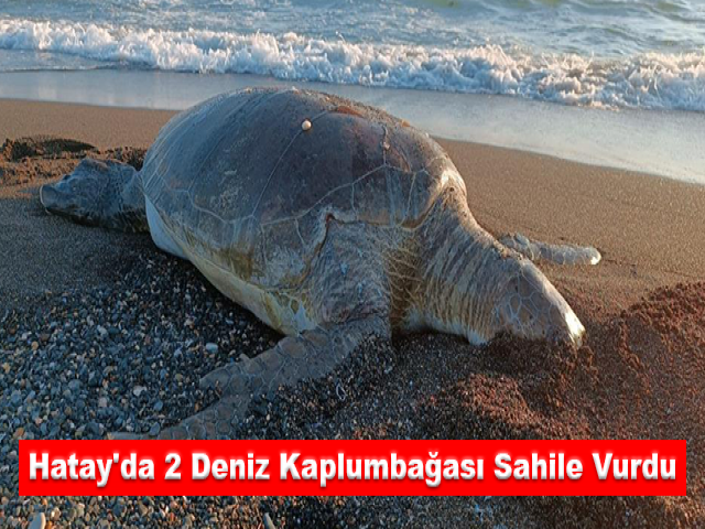 Hatay'da 2 deniz kaplumbağası sahile vurdu