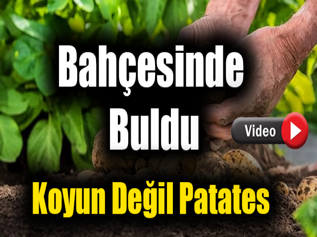 Hatay’da bahçesinde buldu Koyun değil patates