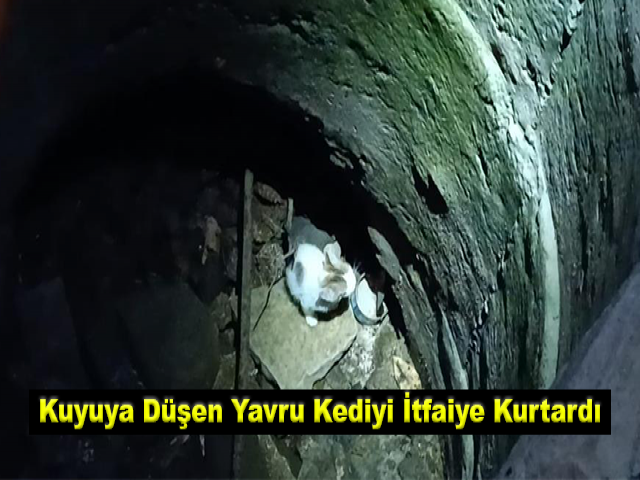 Hatay'da kuyuya düşen yavru kediyi itfaiye kurtardı