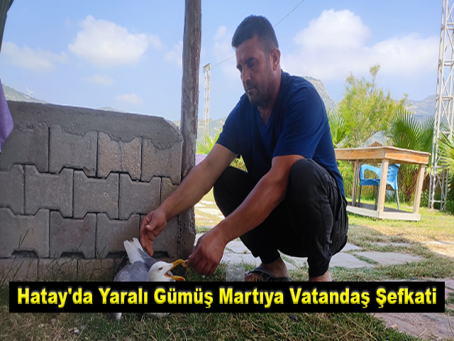 Hatay'da yaralı gümüş martıya vatandaş şefkati