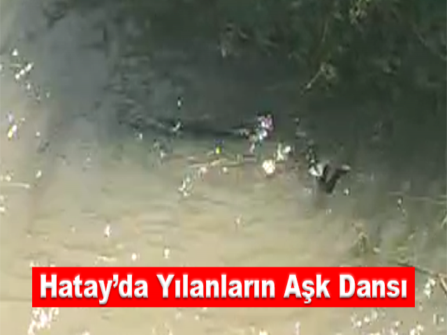 Hatay’da yılanların aşk dansı