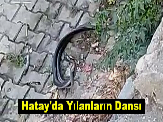 Hatay'da yılanların dansı