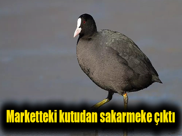 Hatay'daki Bir Markette sakarmeke çıktı