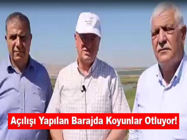 Açılışı Yapılan Barajda Koyunlar Otluyor!