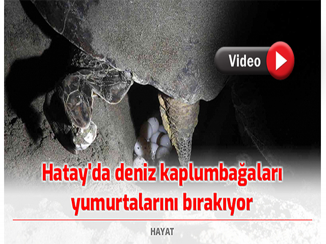 Hatayda deniz kaplumbağaları yumurtalarını bırakıyor