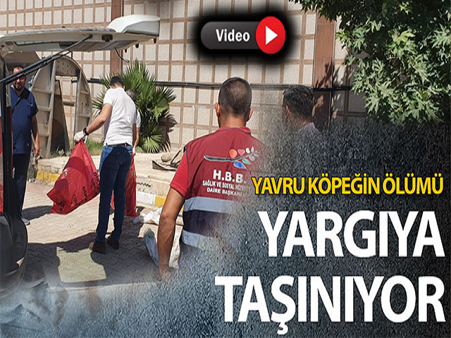 Hatay'da öldürülen yavru köpekler için suç duyurusu