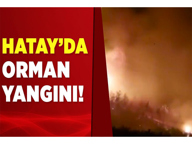 Hatay’da orman yangını
