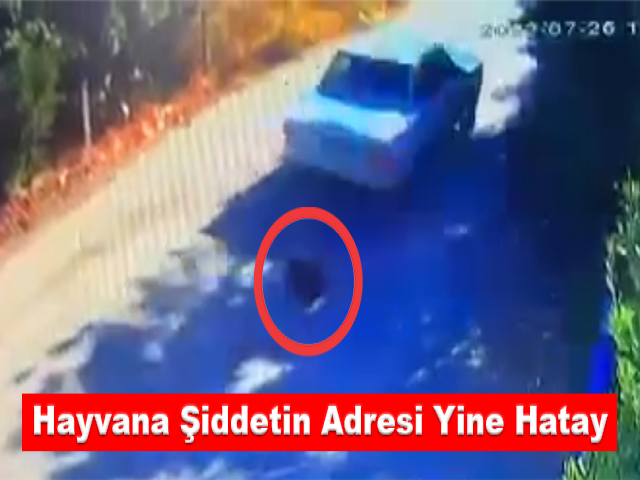 Hayvana şiddetin adresi yine Hatay