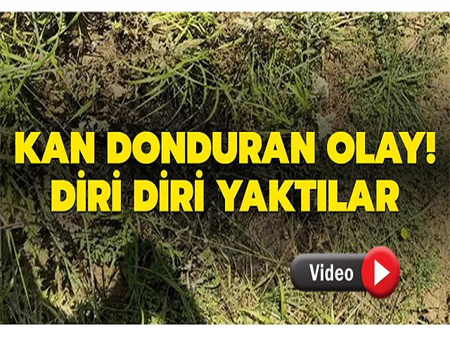 Sessiz dostumuzu yaktılar 