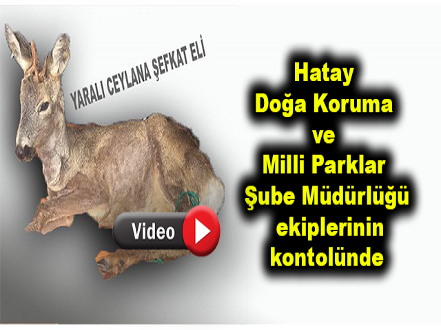 Yaralı ceylana yardım eli 