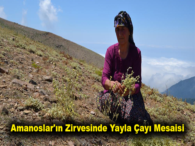 Amanoslar'ın zirvesinde yayla çayı mesaisi