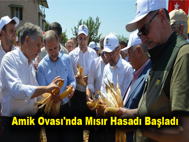 Amik Ovası'nda mısır hasadı başladı