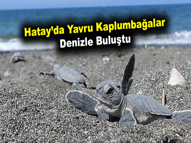 Hatay’da yavru kaplumbağalar denizle buluştu
