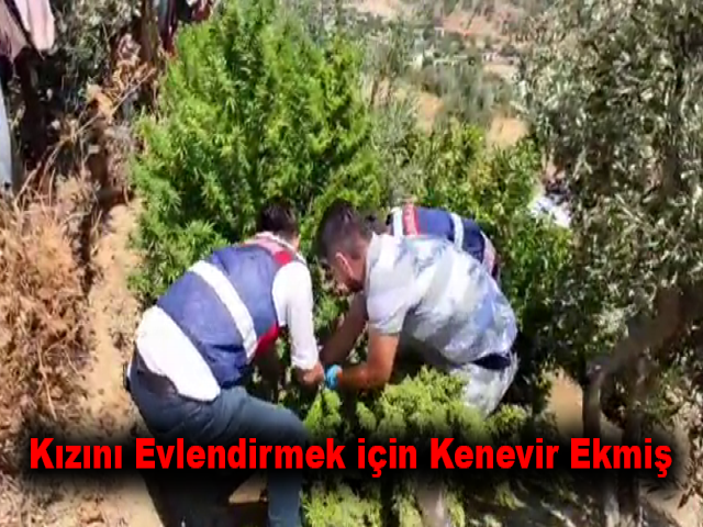 Kızını evlendirmek için kenevir ekmiş