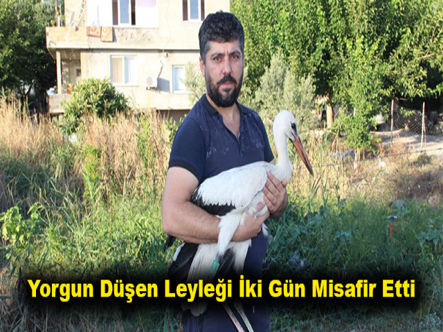 Yorgun düşen leyleği iki gün misafir etti