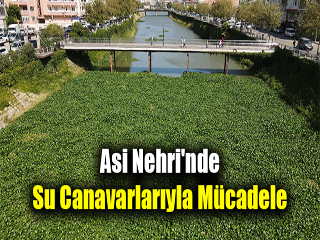 Asi Nehri'nde su canavarlarıyla mücadele