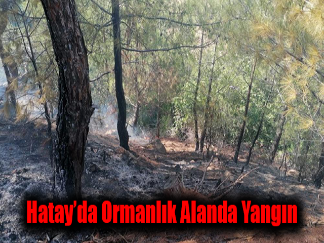 Hatay’da ormanlık alanda çıkan yangına müdahale sürüyor