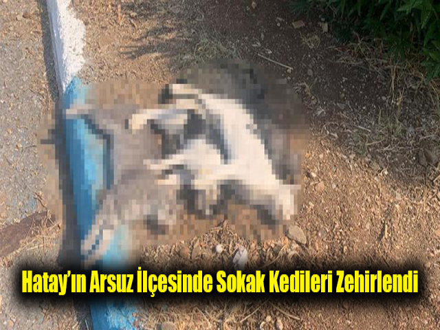 Hatay’ın Arsuz ilçesinde sokak kedileri zehirlendi
